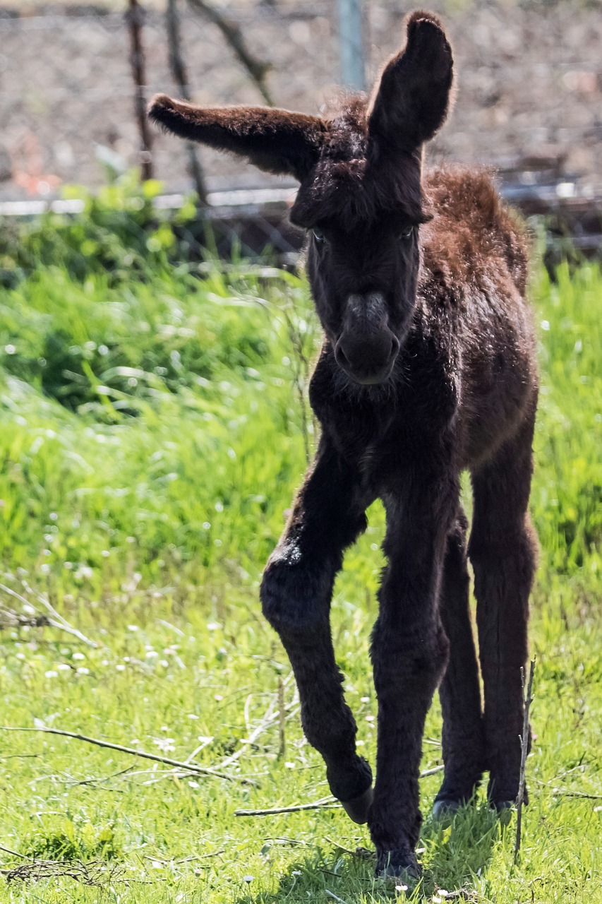 Ispanija,  Madridas,  Guadalix De La Siera,  Platero,  Asilas,  Žolė,  Gyvūnas,  Žinduolis,  Gamta, Nemokamos Nuotraukos