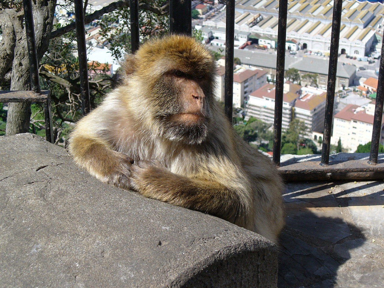 Ispanija, Gibraltaras, Beždžionė, Barbary Ape, Gyvūnas, Nemokamos Nuotraukos,  Nemokama Licenzija