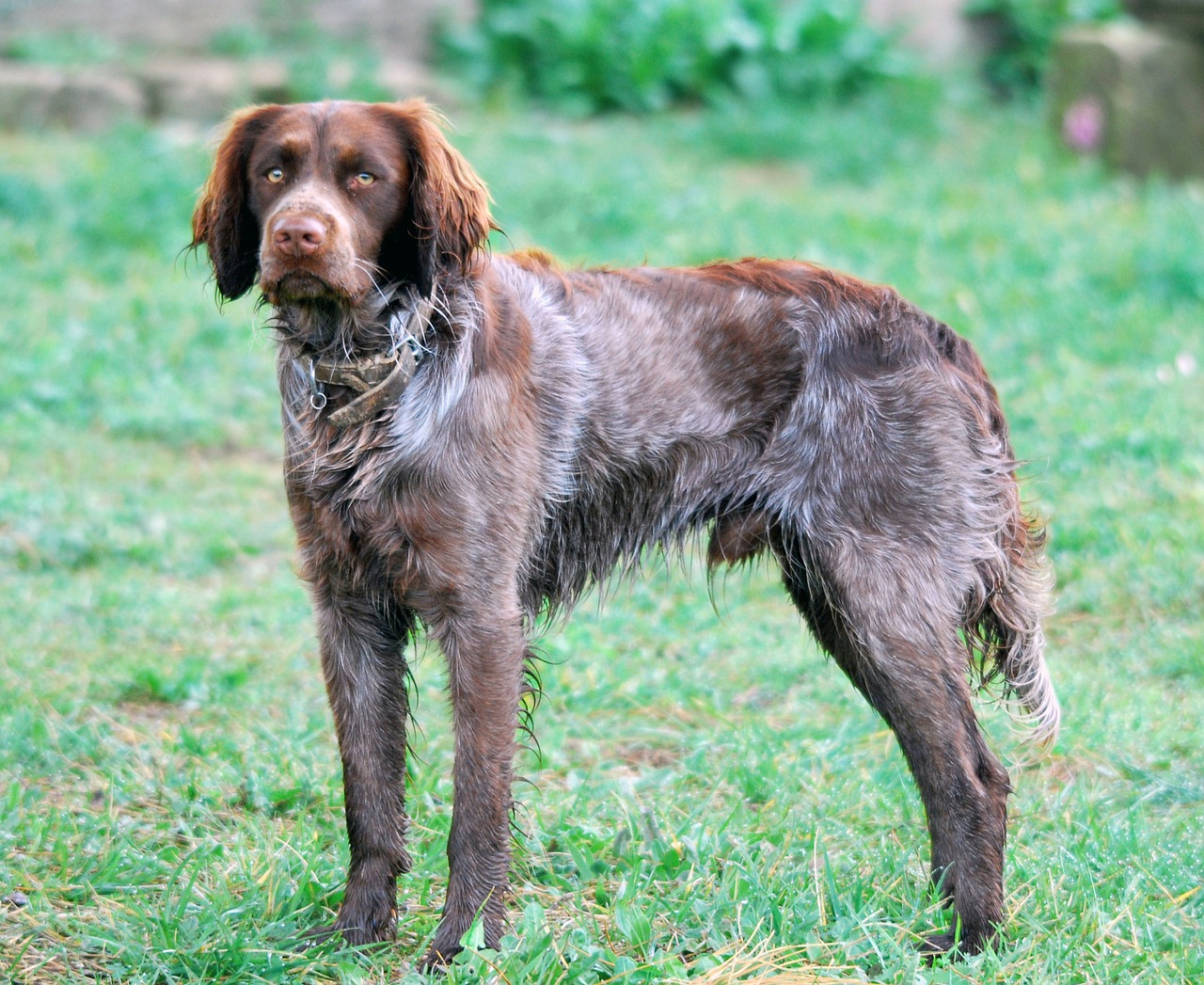 Spanielis, Sportas, Medžioklė, Pistoletas, Šuo, Darbo Šuo, Saint Usuge, Bresse, Šunys, Ruda