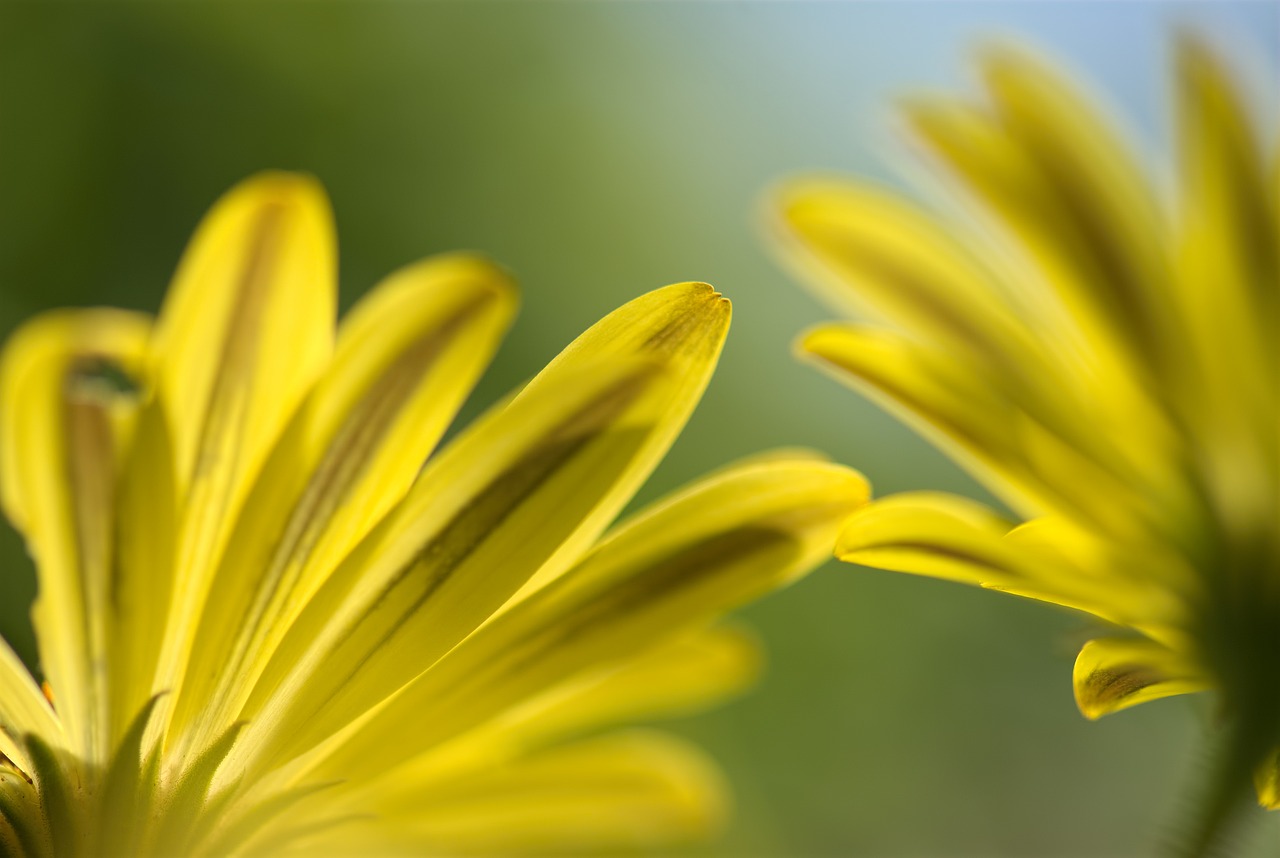 Ispanų Daisy, Gėlė, Gėlių, Geltona, Žalias, Sodas, Gamta, Lauke, Iš Arti, Vasara