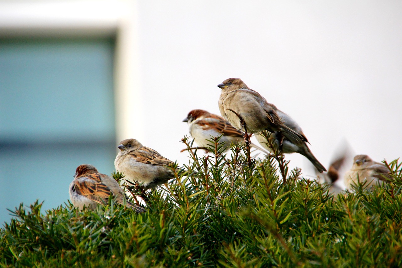 Žvirblis, Giesmininkas, Sperling, Paukštis, Sėdi, Filialas, Naminis Žvirblis, Passer Domesticus, Zuikis Paukštis, Nemokamos Nuotraukos