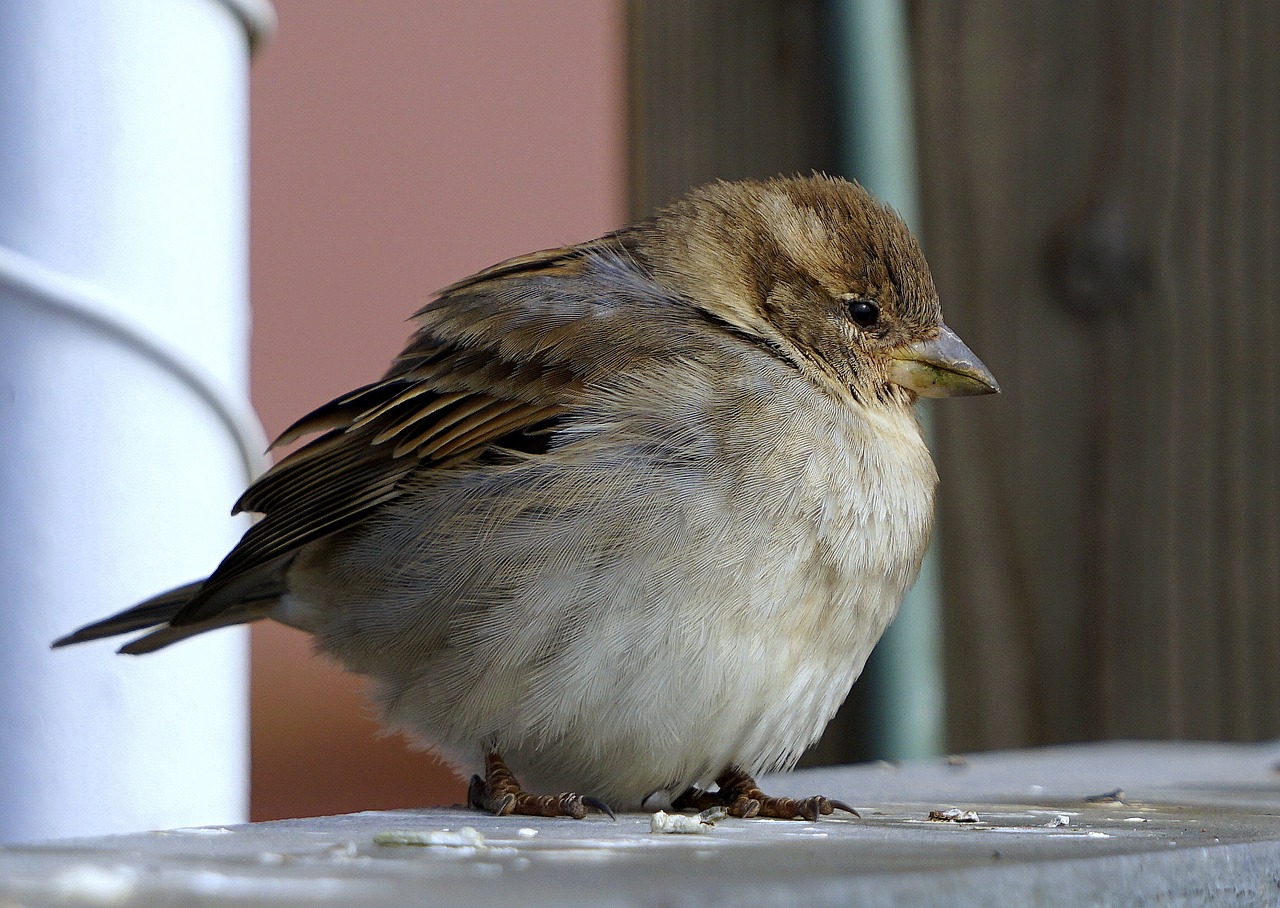 Žvirblis, Paukštis, Ave, Piko, Sparnai, Sustojo, Laisvė, Fauna, Nemokamos Nuotraukos,  Nemokama Licenzija