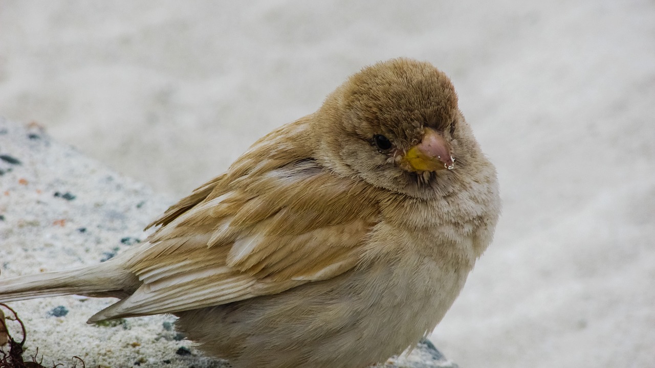 Žvirblis, Mielas, Papludimys, Laukinė Gamta, Gamta, Gyvūnas, Fauna, Ornitologija, Nemokamos Nuotraukos,  Nemokama Licenzija