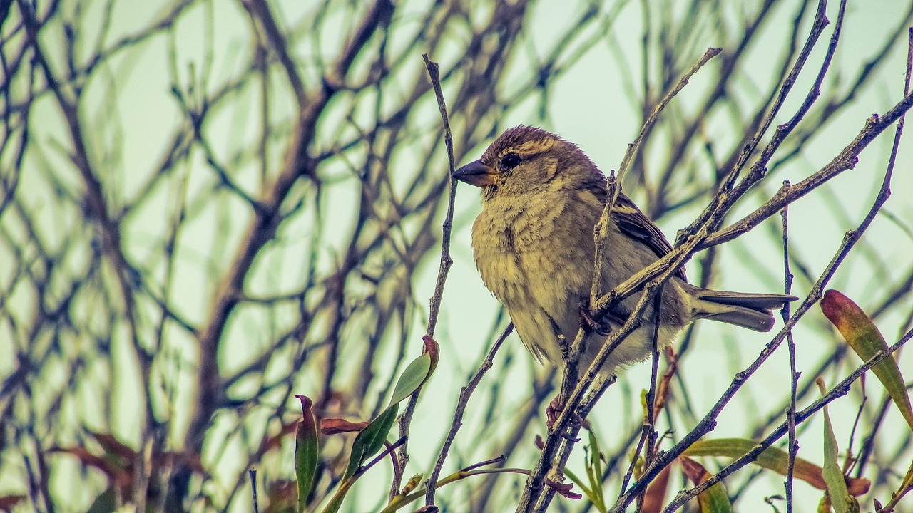 Žvirblis, Medis, Paukštis, Laukinė Gamta, Gamta, Filialas, Gyvūnas, Fauna, Ornitologija, Nemokamos Nuotraukos