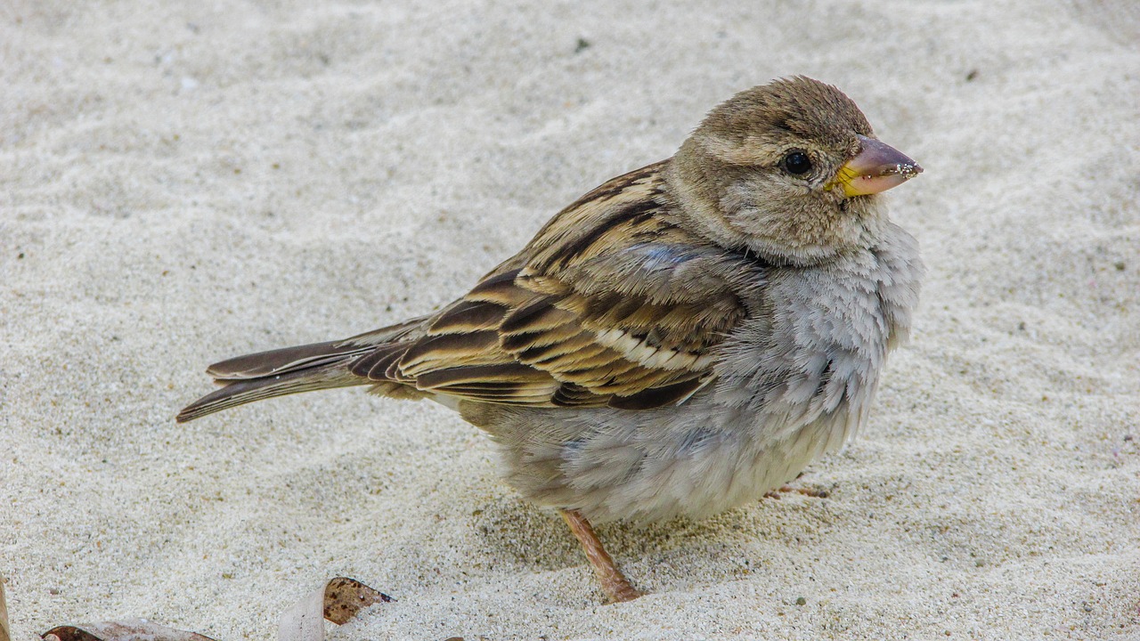 Žvirblis, Mielas, Žiūri, Papludimys, Laukinė Gamta, Gamta, Gyvūnas, Fauna, Ornitologija, Nemokamos Nuotraukos