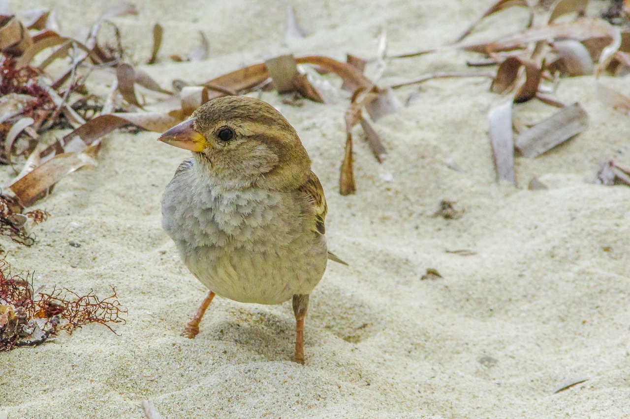 Žvirblis, Mielas, Žiūri, Papludimys, Laukinė Gamta, Gamta, Gyvūnas, Fauna, Ornitologija, Nemokamos Nuotraukos