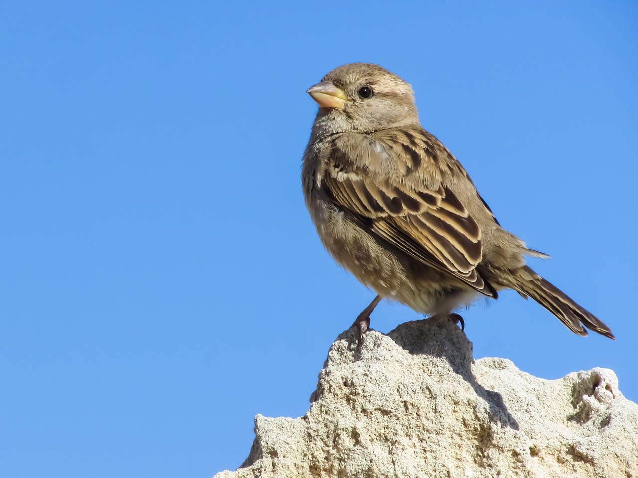 Žvirblis, Sėdi, Rokas, Gamta, Laukinė Gamta, Mažas, Mielas, Paukštis, Gyvūnas, Fauna