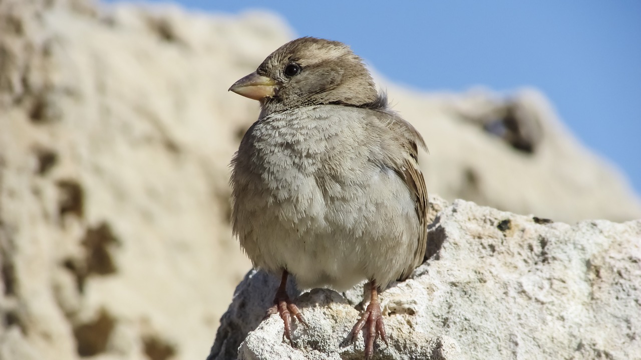 Žvirblis, Sėdi, Rokas, Gamta, Laukinė Gamta, Mažas, Mielas, Paukštis, Gyvūnas, Fauna