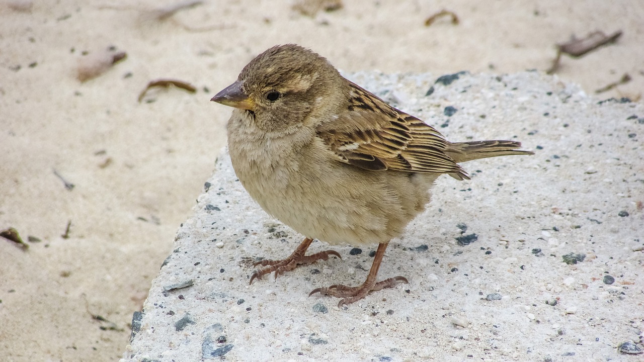 Žvirblis, Mielas, Žiūri, Papludimys, Laukinė Gamta, Gamta, Gyvūnas, Fauna, Ornitologija, Nemokamos Nuotraukos