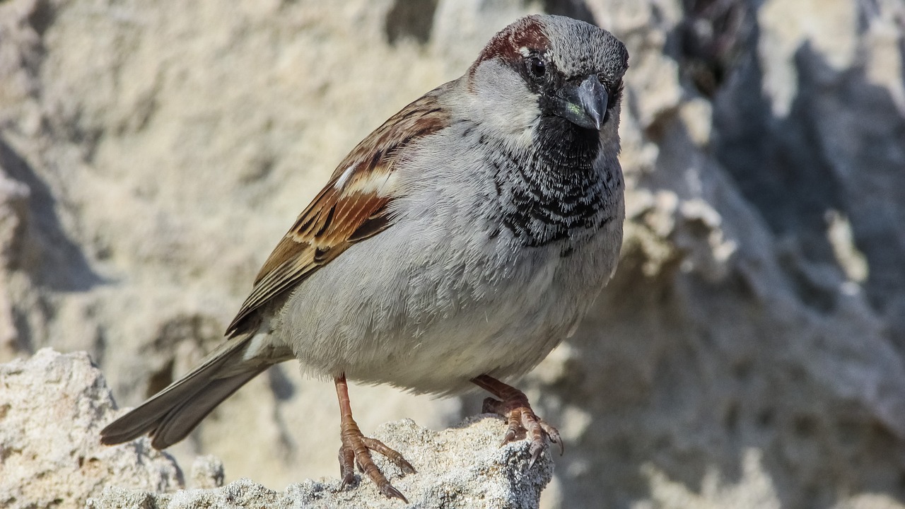 Žvirblis, Paukštis, Gamta, Gyvūnas, Laukinė Gamta, Mielas, Plunksna, Ornitologija, Pavasaris, Fauna