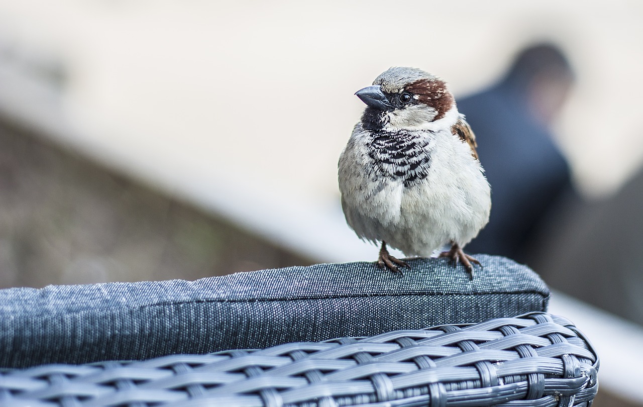 Žvirblis, Paukštis, Gyvūnas, Gamta, Plunksna, Fauna, Miesto, Parkas, Mielas, Nemokamos Nuotraukos