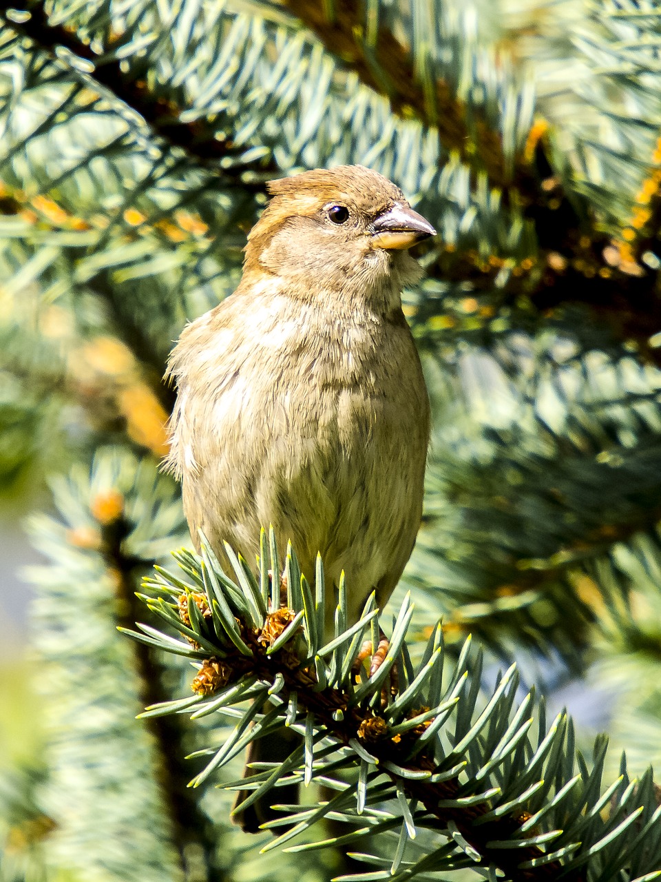 Žvirblis, Sperling, Naminis Žvirblis, Giesmininkas, Sodo Paukštis, Paukštis, Gamta, Gyvūnas, Nemokamos Nuotraukos,  Nemokama Licenzija