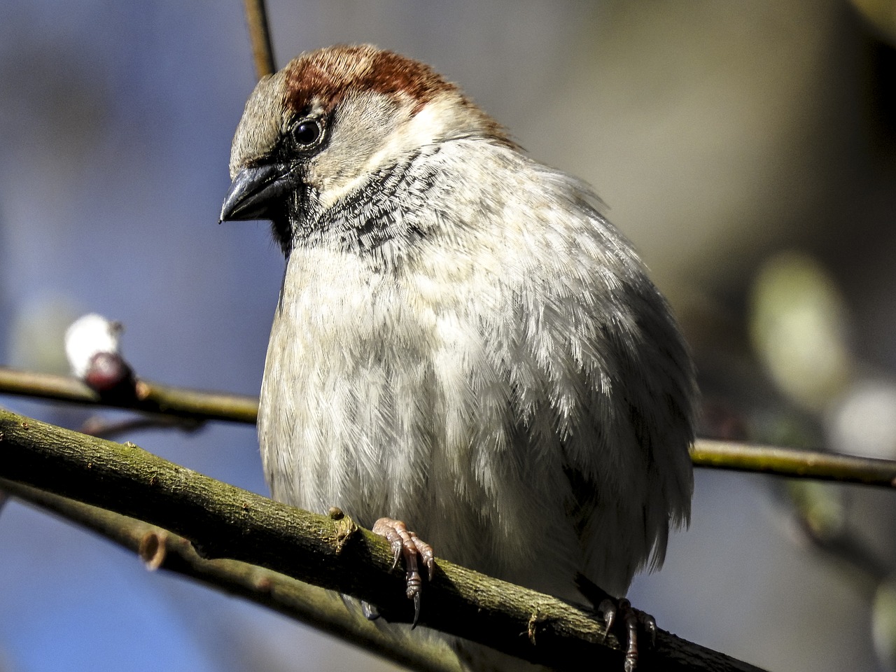 Žvirblis, Sperling, Naminis Žvirblis, Paukštis, Giesmininkas, Sodo Paukštis, Gamta, Gyvūnas, Nemokamos Nuotraukos,  Nemokama Licenzija