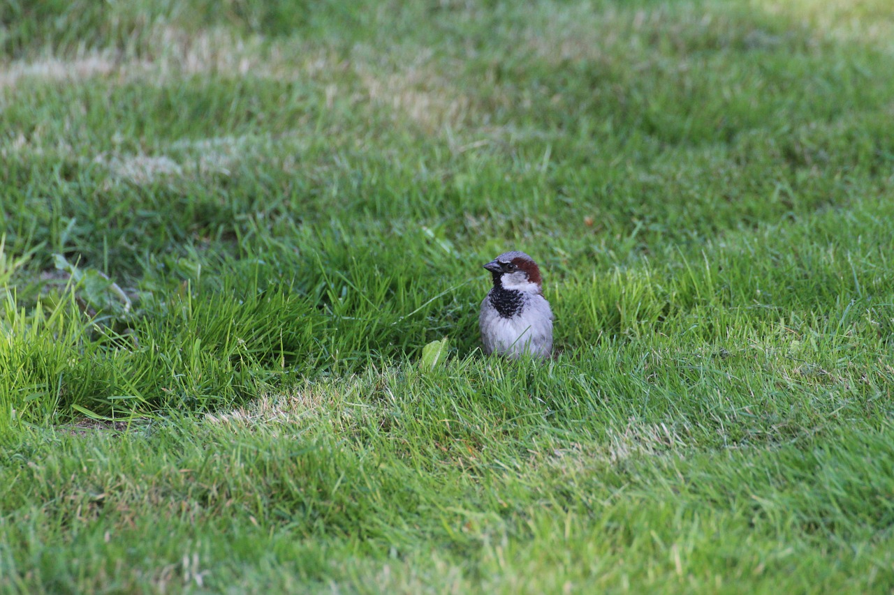 Žvirblis, Sperling, Paukštis, Giesmininkas, Gyvūnas, Passer Domesticus, Naminis Žvirblis, Zuikis Paukštis, Laukinės Gamtos Fotografija, Maža Paukštis