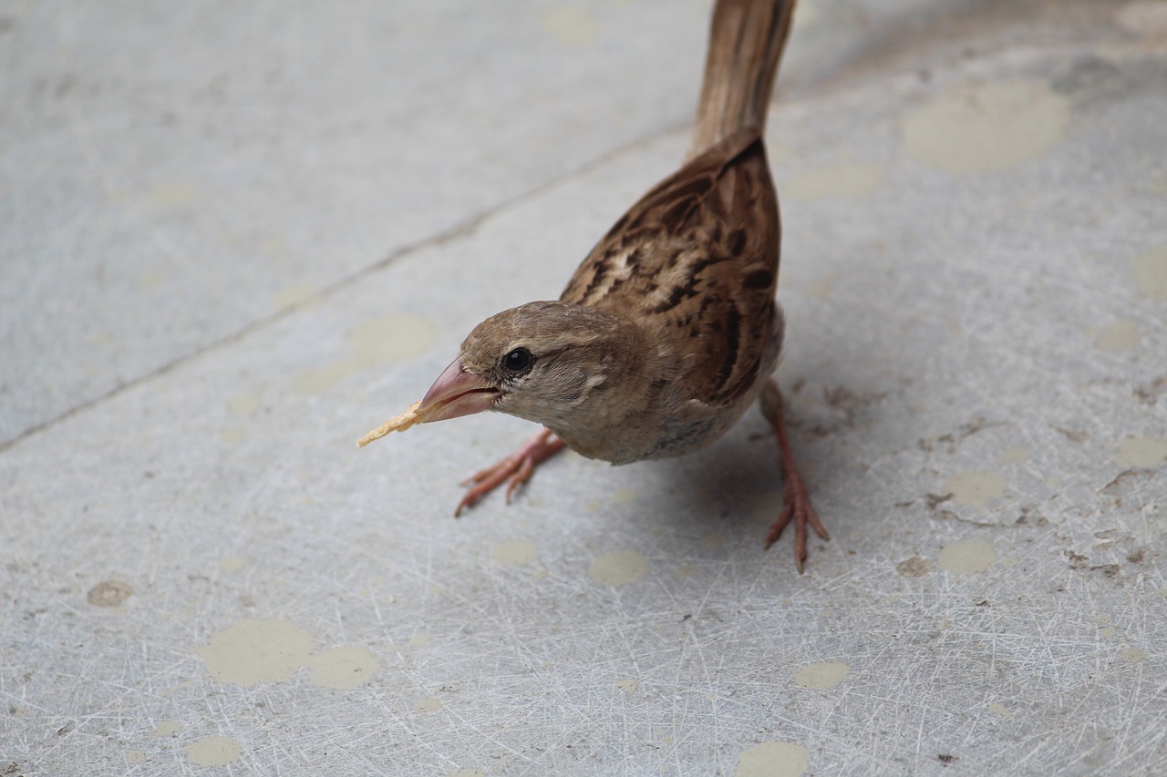 Žvirblis, Paukštis, Nekaltas, Chapati, Gabalas, Gyvūnas, Fauna, Aves, Usct, Ggsipu