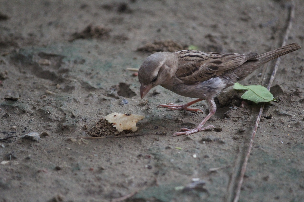 Žvirblis, Paukštis, Aves, Maistas, Usct, Ggsipu, Nemokamos Nuotraukos,  Nemokama Licenzija