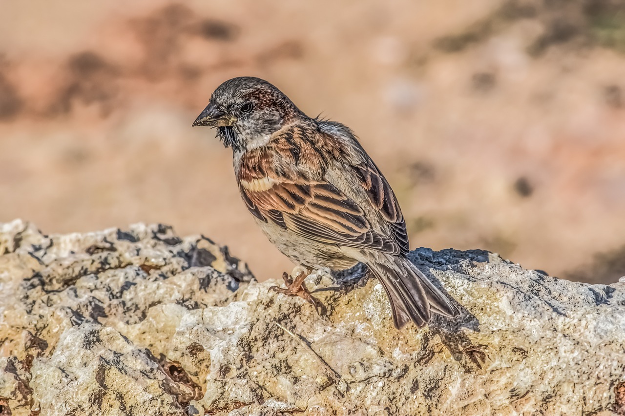 Žvirblis, Gamta, Paukštis, Laukinė Gamta, Lauke, Gyvūnas, Laukiniai, Fauna, Rokas, Sėdi