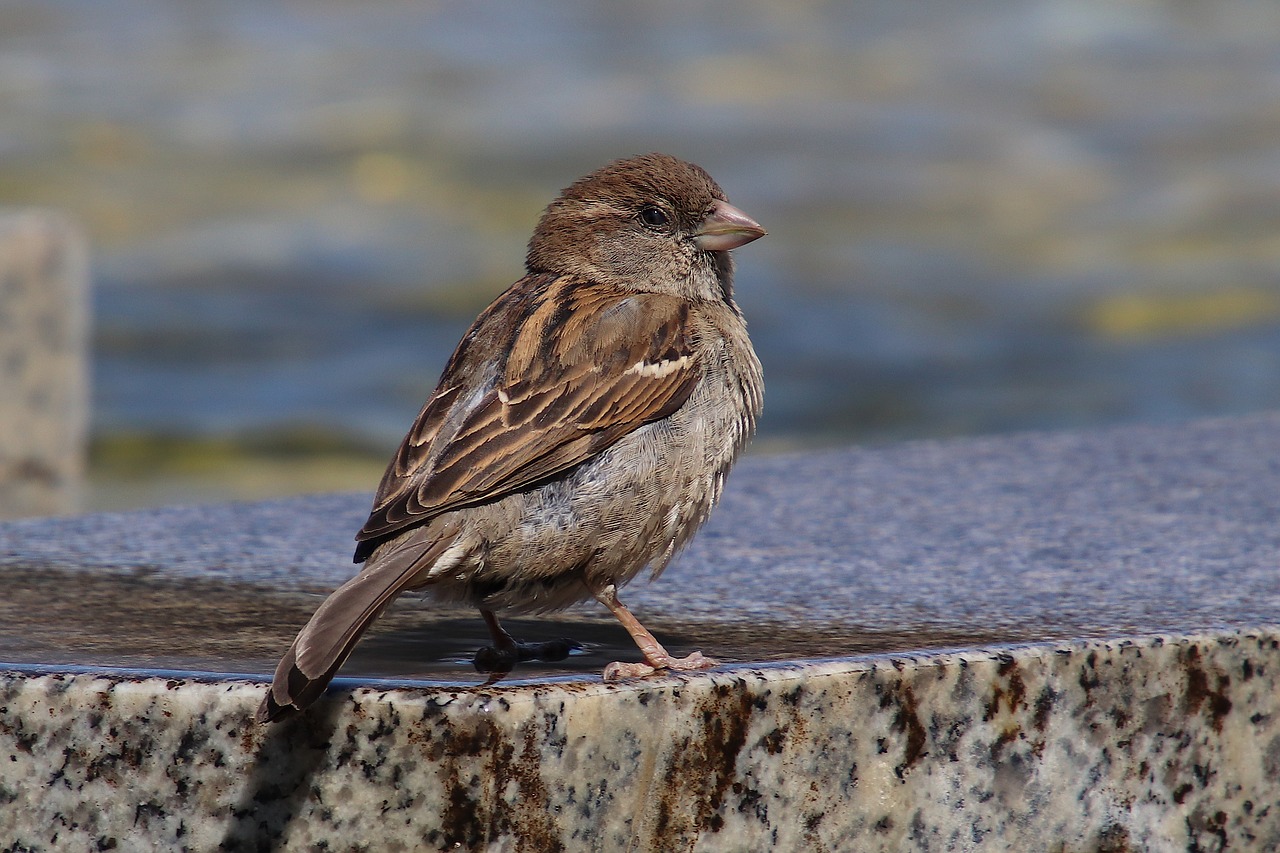 Žvirblis,  Žvirbliniai,  Sperling,  Paukštis,  Gyvūnas,  Vandens,  Pobūdį,  Songbird,  Plunksna,  Bill