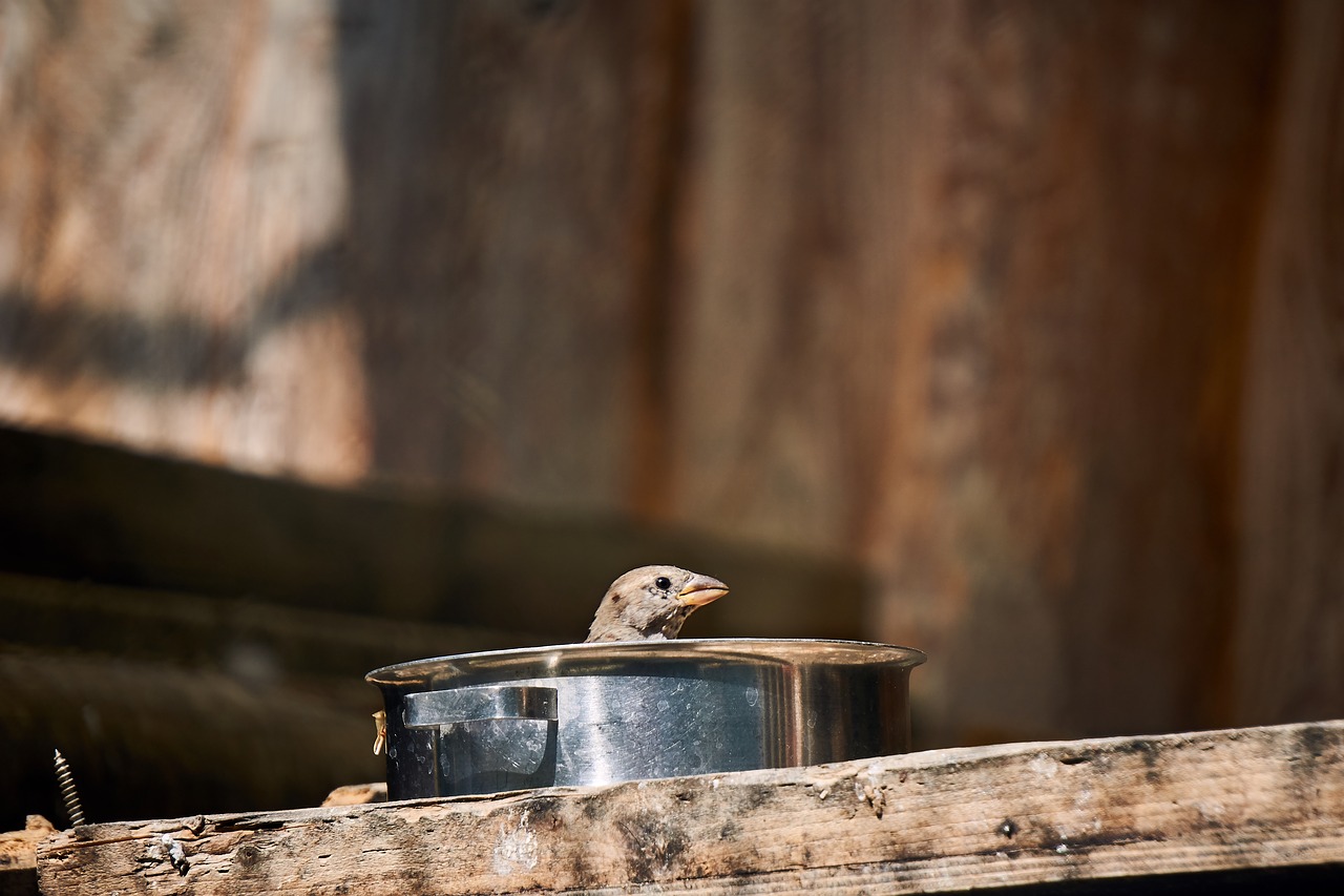 Sparrow,  Paukštis,  Puodai,  Pobūdį,  Gyvūnas,  Plunksna,  Plunksnos,  Gyvūnijos Pasaulyje,  Bill,  Paukščiai