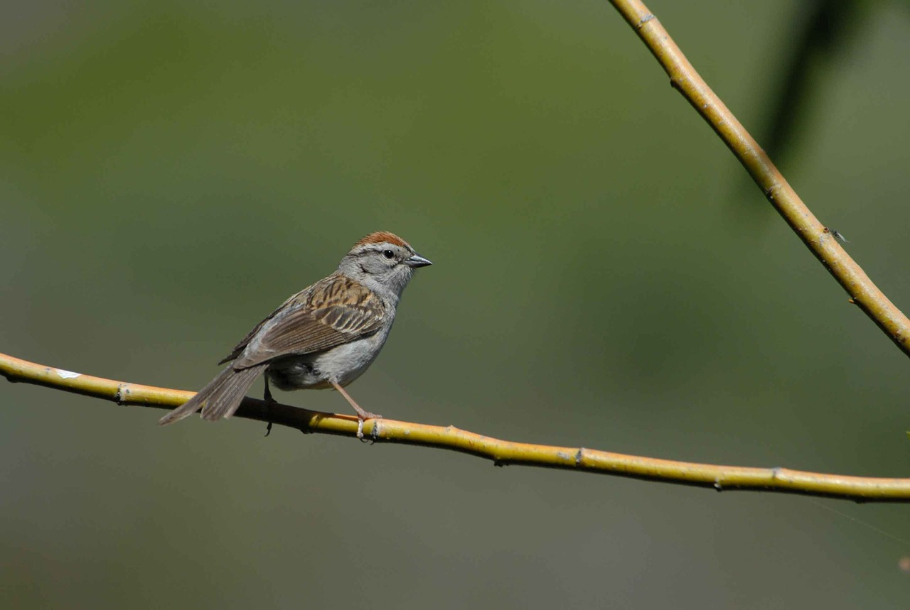 Žvirblis, Paukštis, Passerina, Spizeliai, Paukščiai, Gyvūnai, Fauna, Nemokamos Nuotraukos,  Nemokama Licenzija