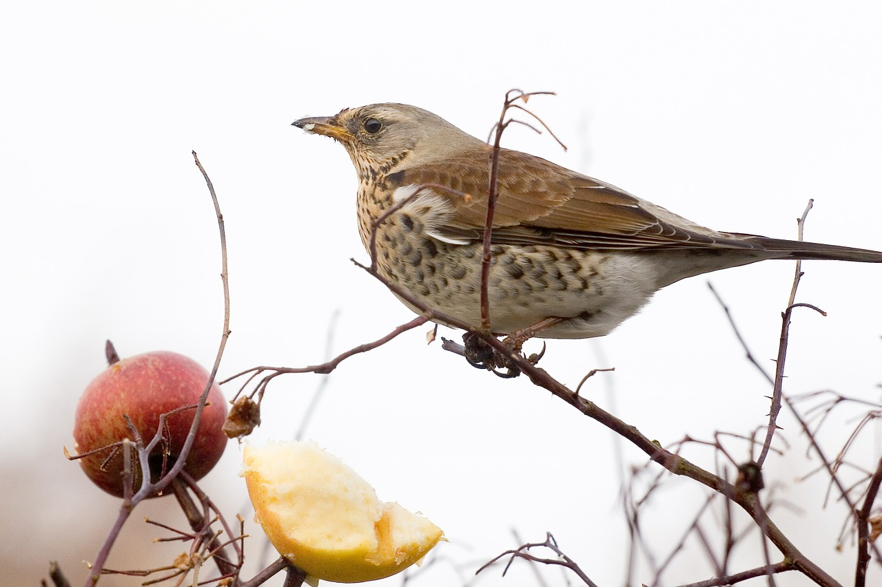 Žvirblis, Paukštis, Fieldfare, Turdus Pilaris, Pienelis, Natūralus, Nemokamos Nuotraukos,  Nemokama Licenzija