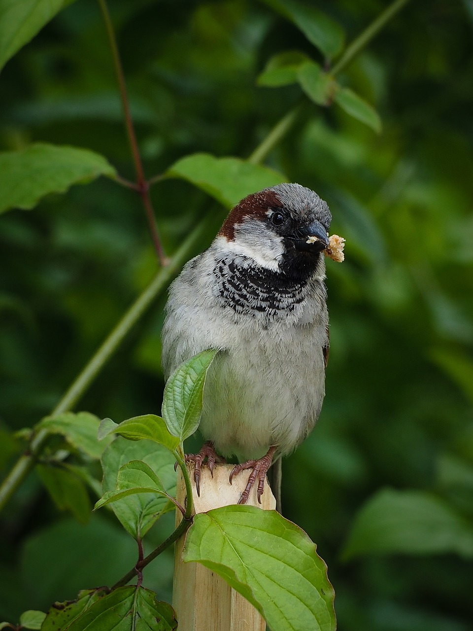 Žvirblis,  Paukštis,  Plunksnos,  Gamta,  Fauna,  Gyvūnas, Nemokamos Nuotraukos,  Nemokama Licenzija