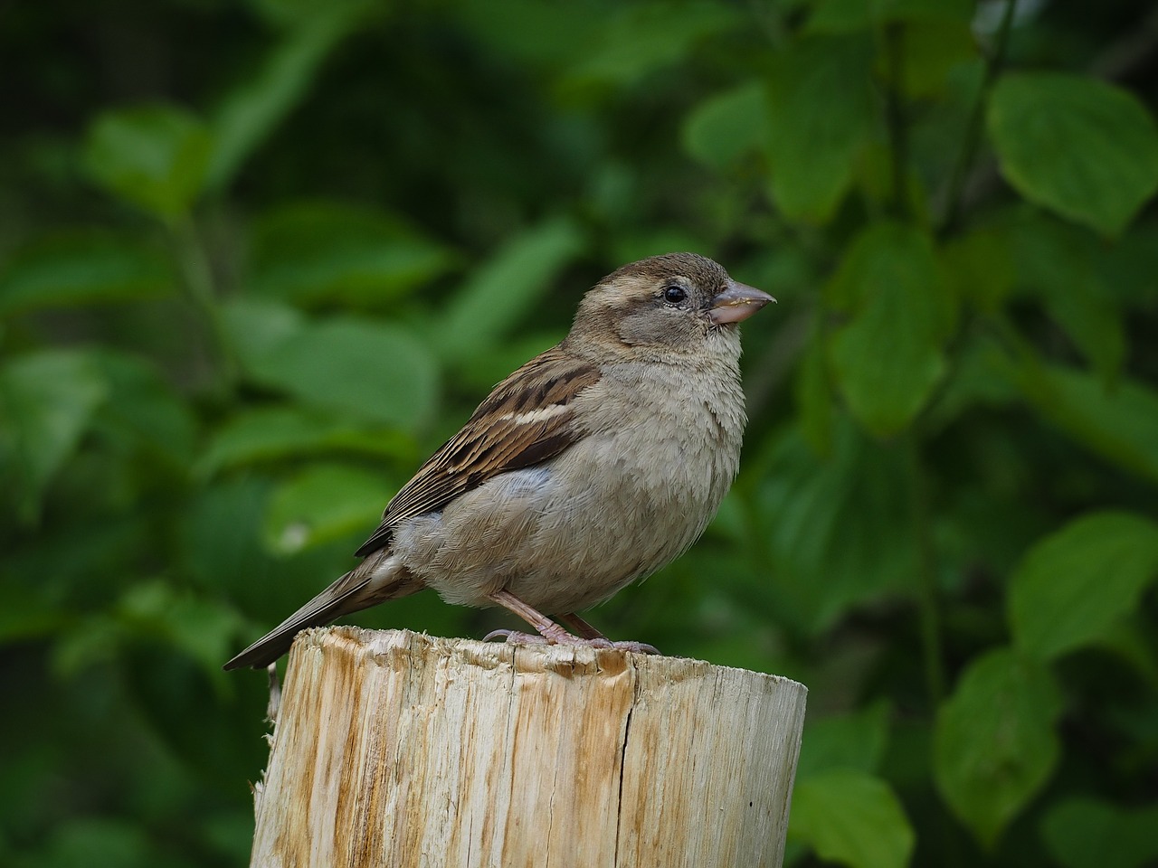 Žvirblis,  Paukštis,  Plunksnos,  Gamta,  Fauna,  Gyvūnas, Nemokamos Nuotraukos,  Nemokama Licenzija