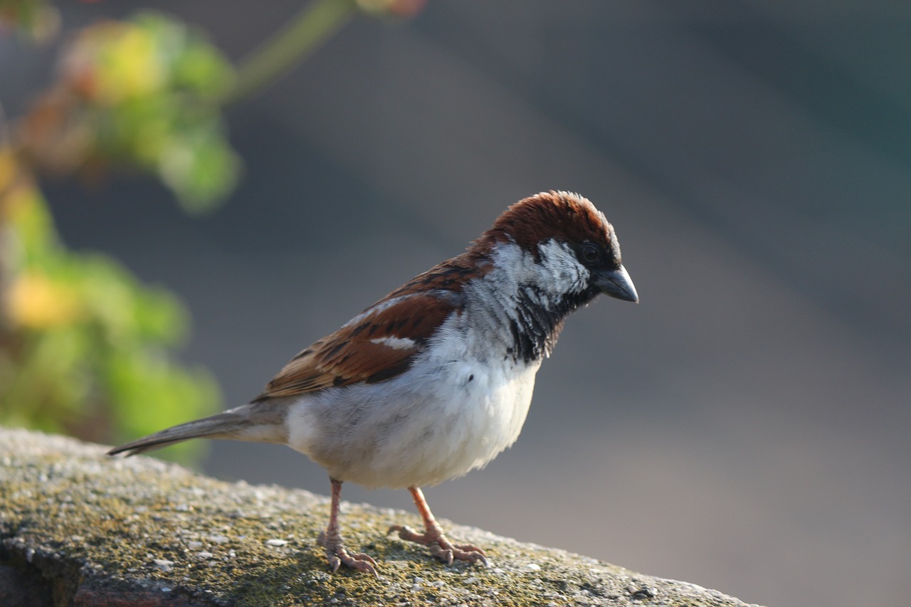 Žvirblis, Paukštis, Naminis Žvirblis, Patinas, Praeivis, Fauna, Paukštis, Avifauna, Sustingęs, Nemokamos Nuotraukos