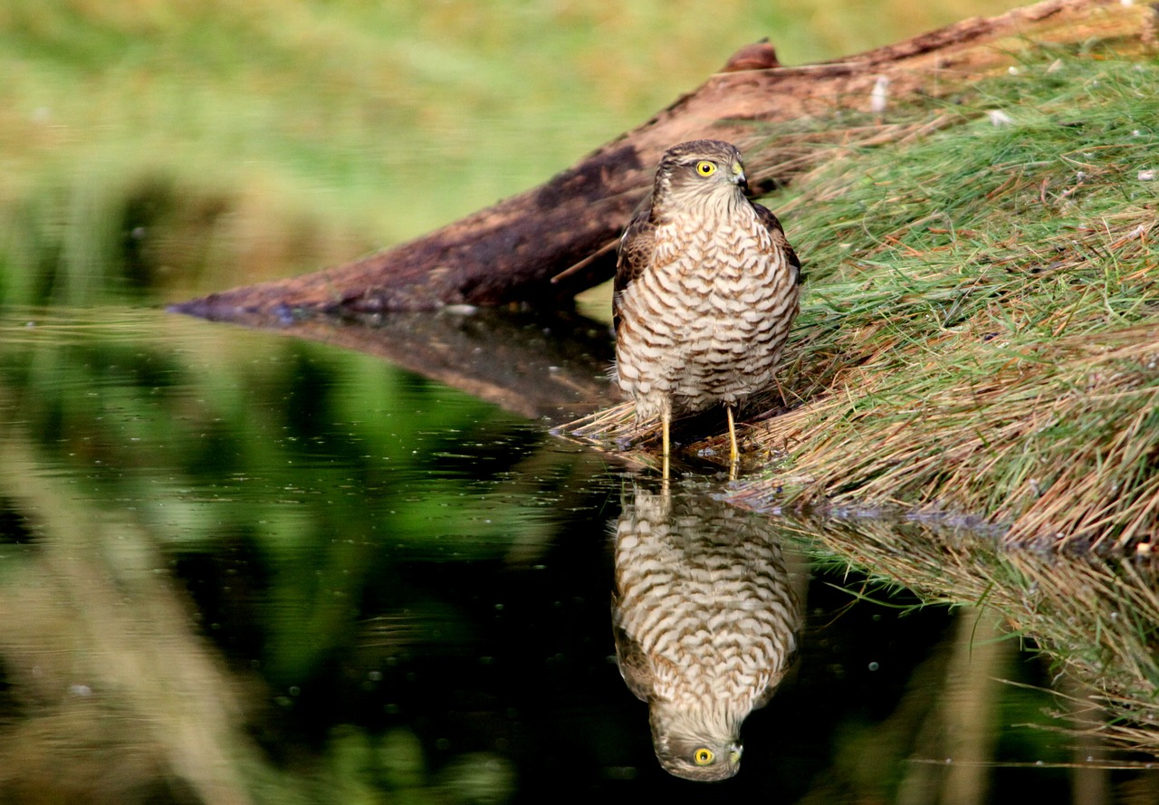 Sparrowhawk, Plėšrusis Paukštis, Veidrodinis Vaizdas, Nemokamos Nuotraukos,  Nemokama Licenzija