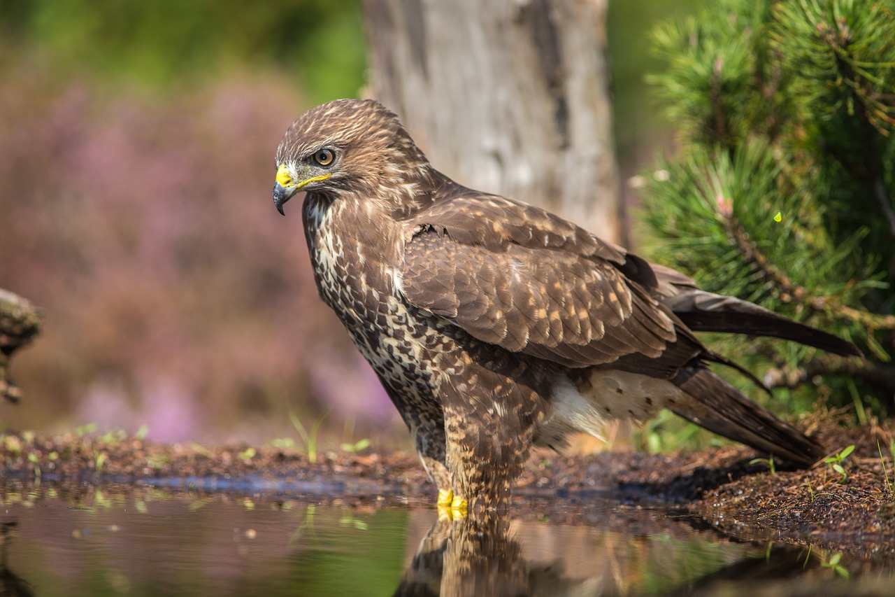 Sparrowhawk, Plėšrusis Paukštis, Paukštis, Nemokamos Nuotraukos,  Nemokama Licenzija