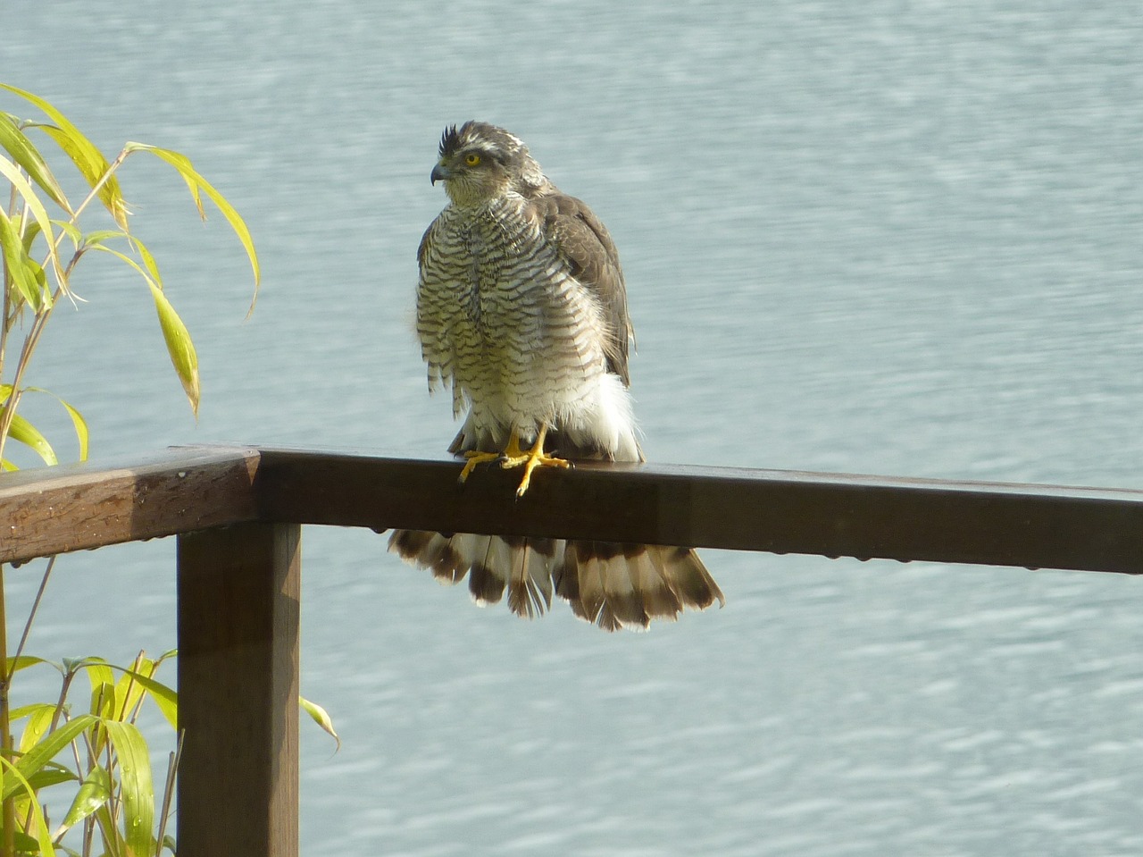 Sparrowhawk, Plėšrusis Paukštis, Paukštis, Nemokamos Nuotraukos,  Nemokama Licenzija