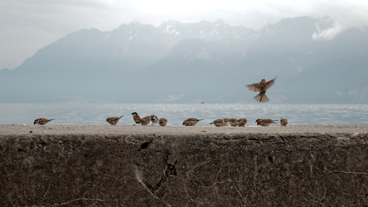 Žvirbliai, Paukščiai, Geneva, Ežeras, Ežero Geneva, Šveicarija, Ouchy, Europa, Paukštis, Žvirblis