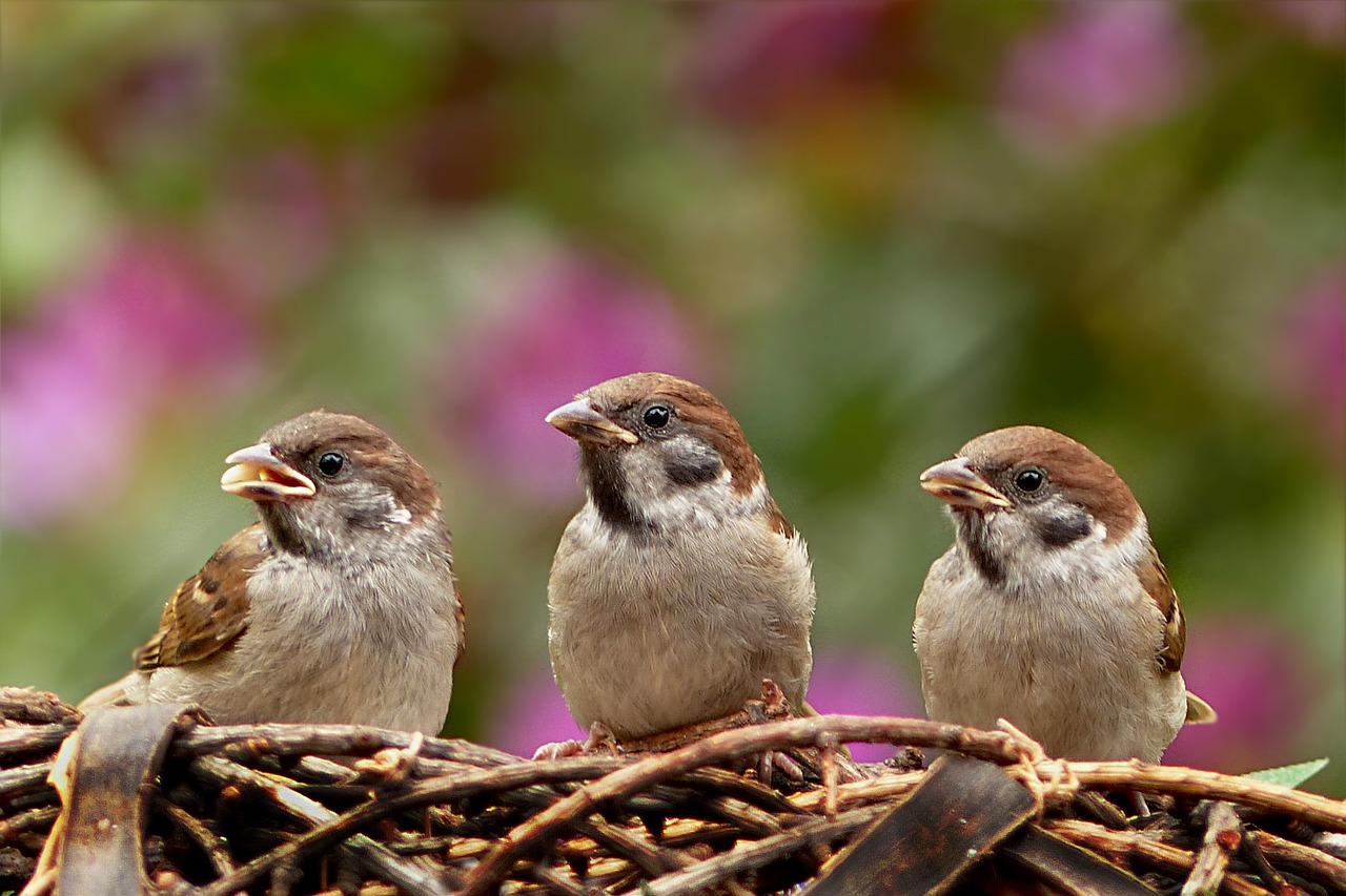 Žvirbliai, Passer Domesticus, Paukštis, Jaunas, Maitinimas, Sodas, Nemokamos Nuotraukos,  Nemokama Licenzija