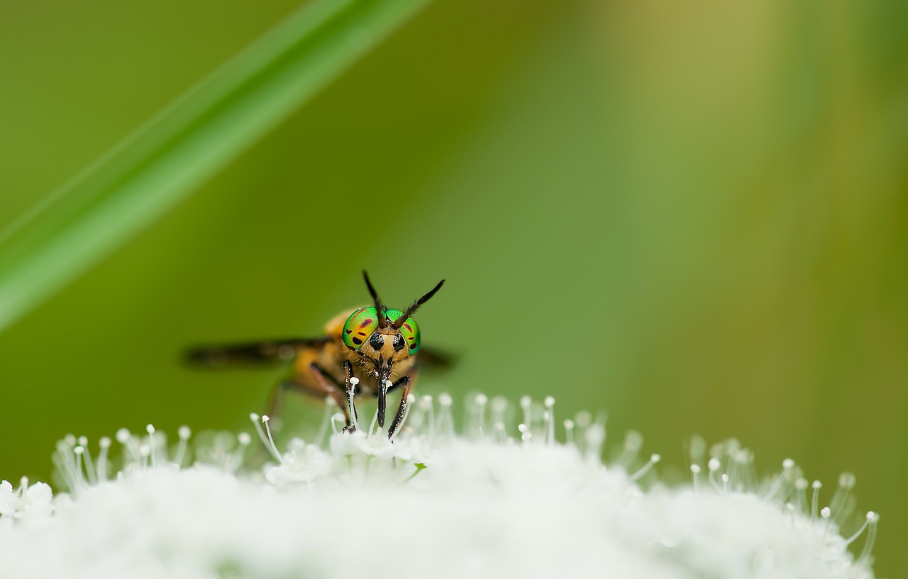 Rūšinis Stabdys, Chrysops Relictus, Vyrai, Gamta, Vabzdys, Makro, Nemokamos Nuotraukos,  Nemokama Licenzija