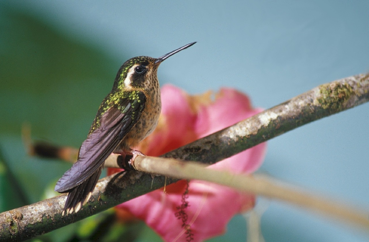 Plikas Kolibris, Paukštis, Sustingęs, Atogrąžų, Trochilidae, Mažas, Hover, Nektaras, Laukinė Gamta, Gamta