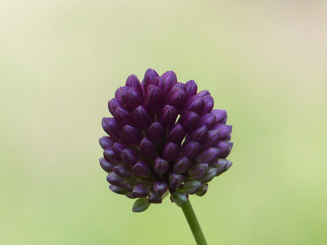 Sphaerocephalon, Porai Gėlė, Žiedas, Žydėti, Gėlė, Violetinė, Allium Sphaerocephalon, Porai, Allium, Porinis Šiltnamio Efektas