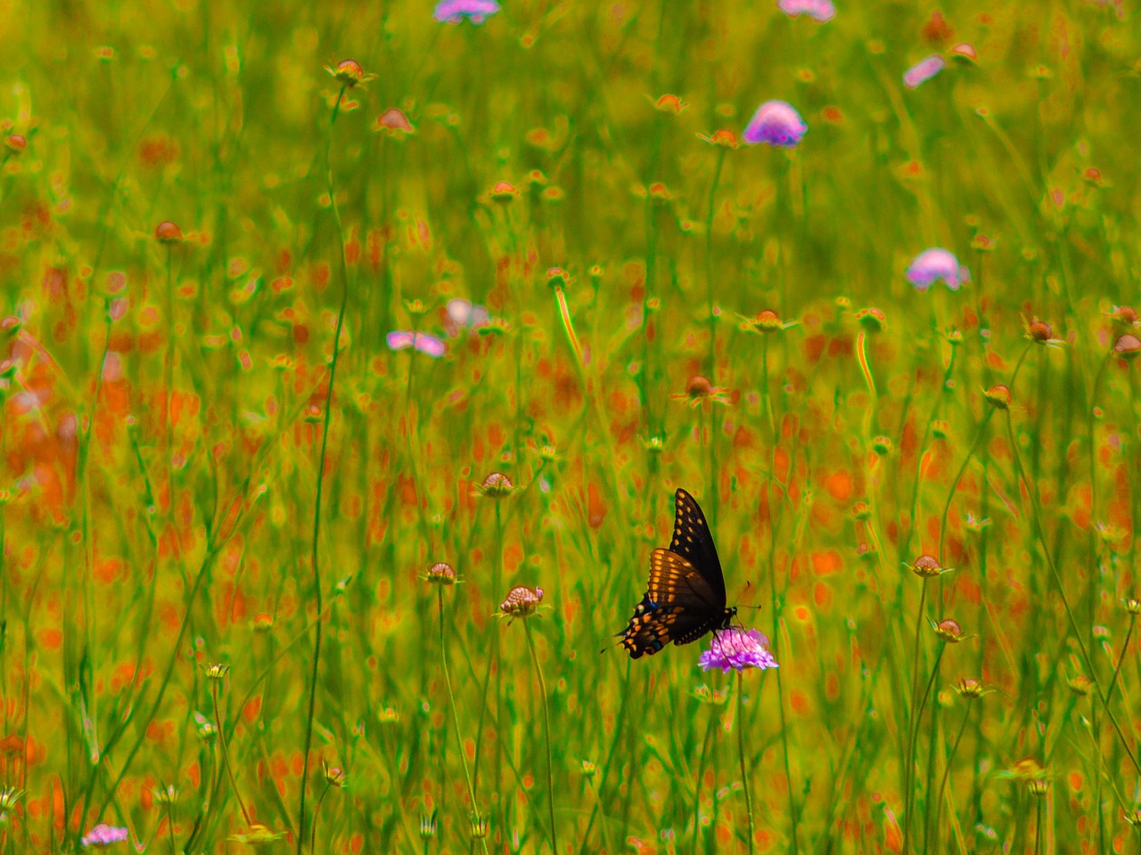 Spicebush Swallowtail, Laukinės Gėlės, Pavasaris, Texas, Gamta, Drugelis, Nemokamos Nuotraukos,  Nemokama Licenzija