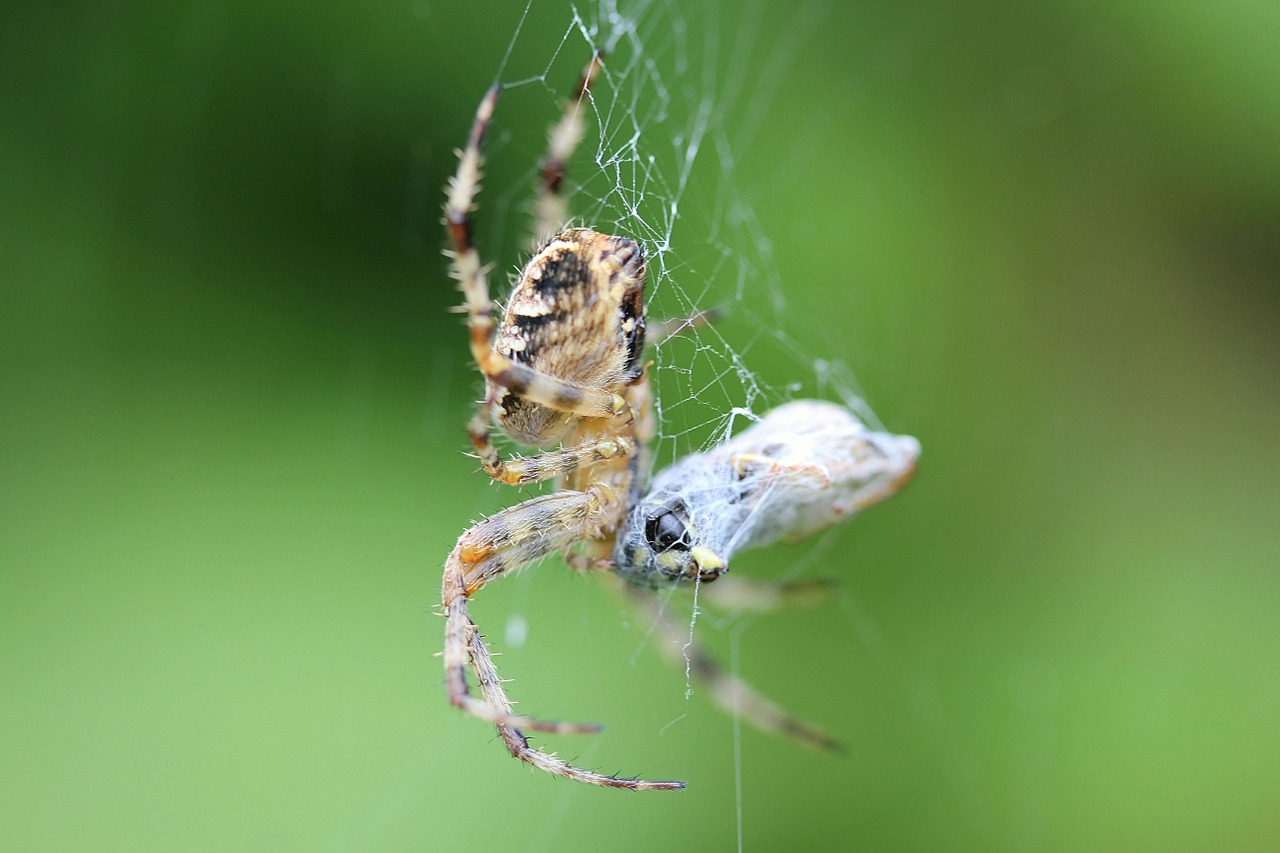 Voras, Voratinklis, Tikras Orb Audėjas, Arachnid, Gyvūnai, Gyvūnų Pasaulis, Nemokamos Nuotraukos,  Nemokama Licenzija