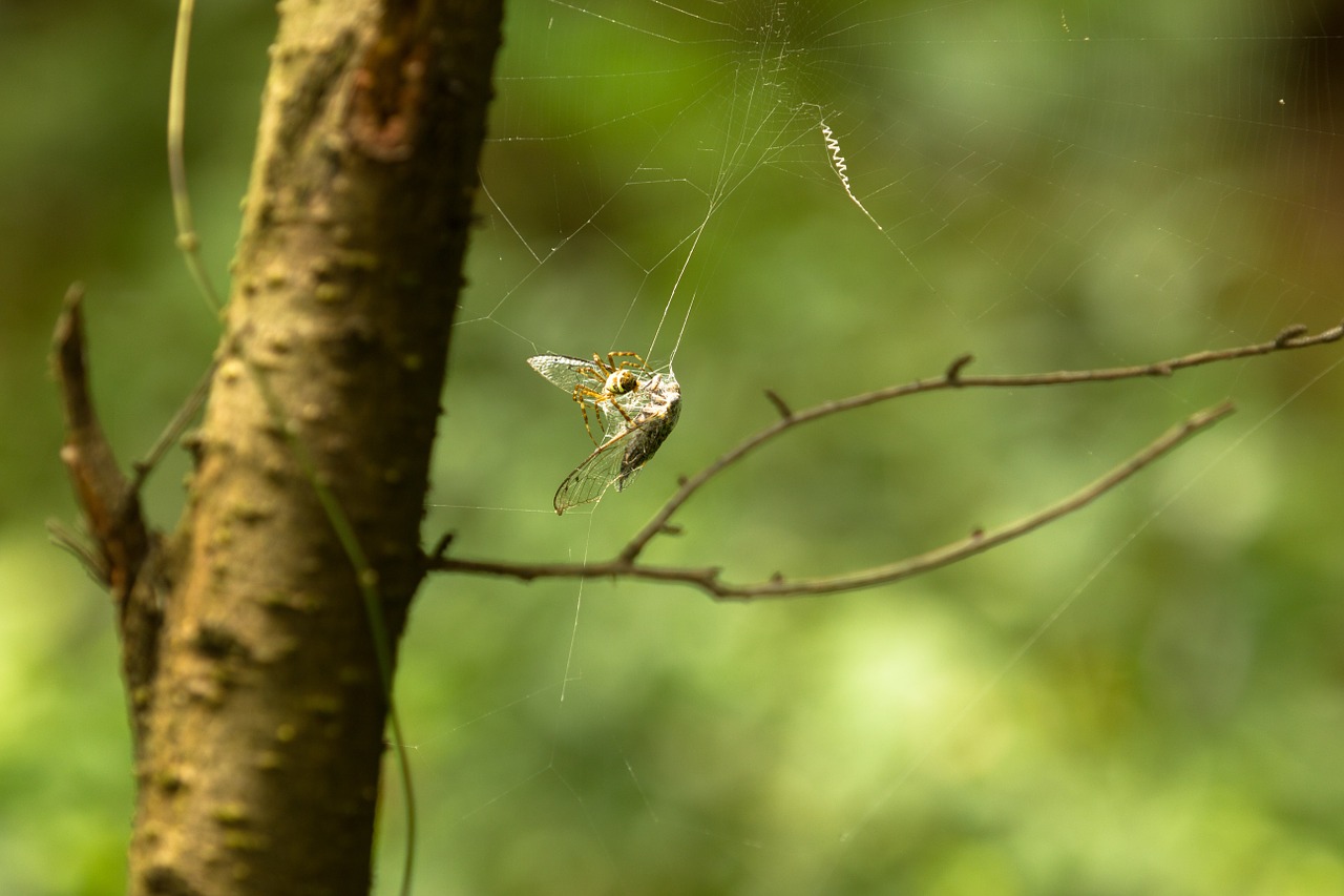 Voras, Cicada, Gaudyti, Neto, Vabzdys, Nemokamos Nuotraukos,  Nemokama Licenzija