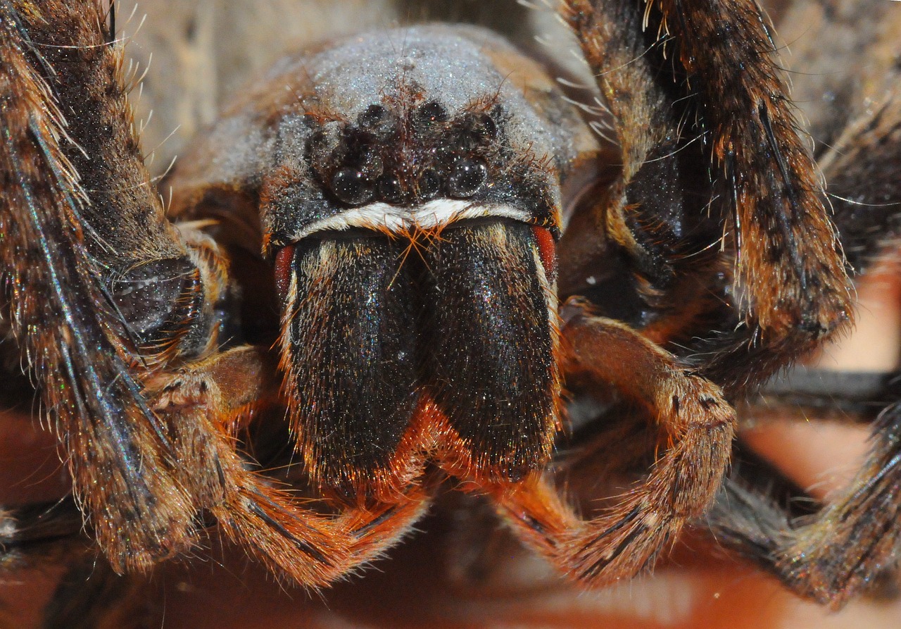 Voras, Plaukuotas, Makro, Arachnid, Baugus, Lietaus Voras, Palistės, Nemokamos Nuotraukos,  Nemokama Licenzija