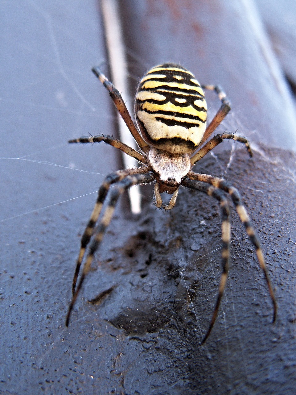 Voras, Moteris, Kryžiuočių Juostelis, Toksiškas, Vabzdys, Nemokamos Nuotraukos,  Nemokama Licenzija