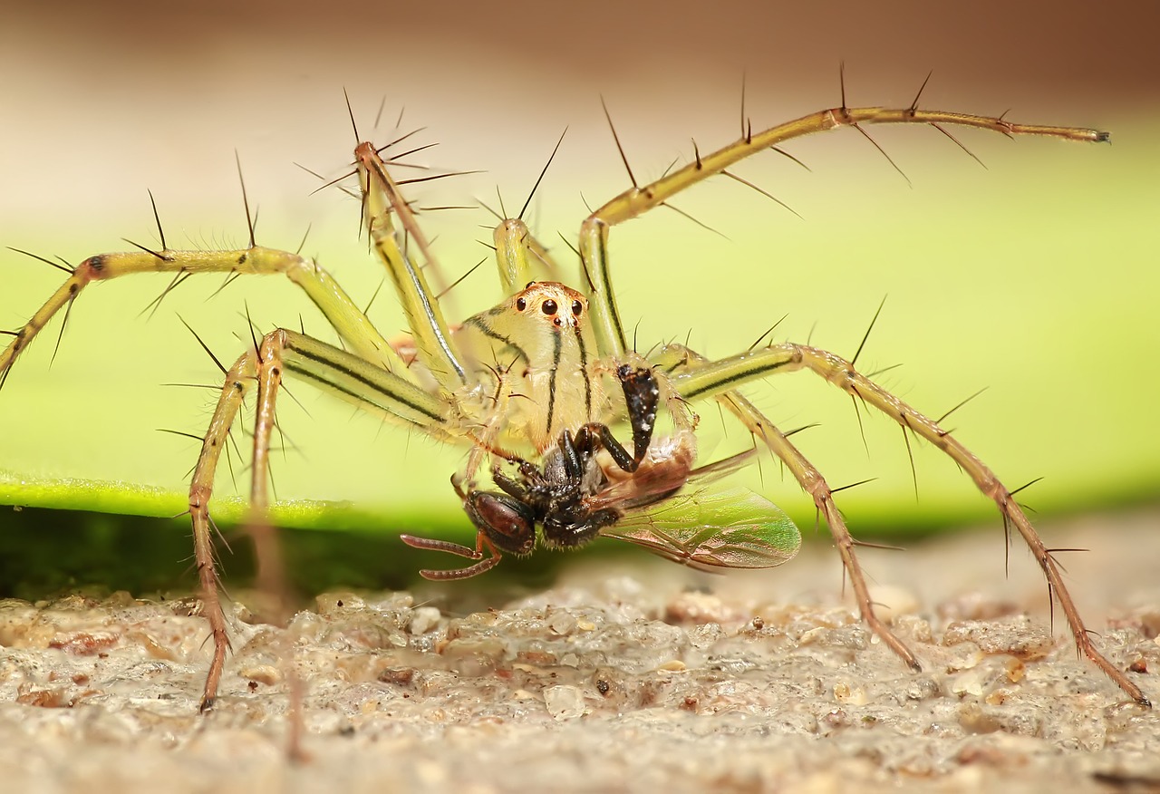 Voras, Vabzdys, Makro, Gamta, Arachnid, Nemokamos Nuotraukos,  Nemokama Licenzija