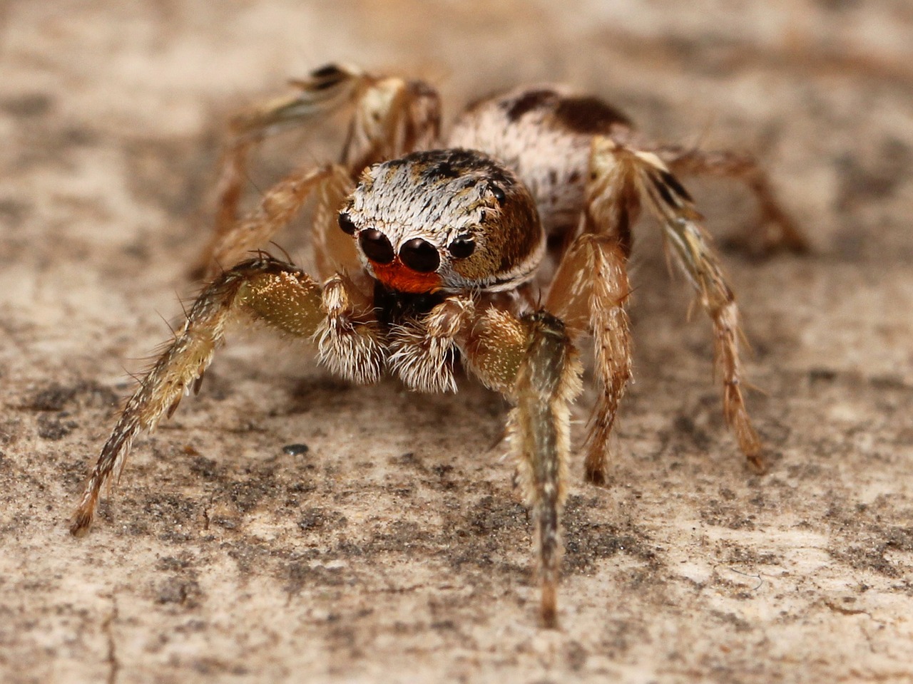 Voras, Vabzdys, Kaldari Habronattus, Makro, Iš Arti, Kojos, Akys, Lauke, Gamta, Nemokamos Nuotraukos