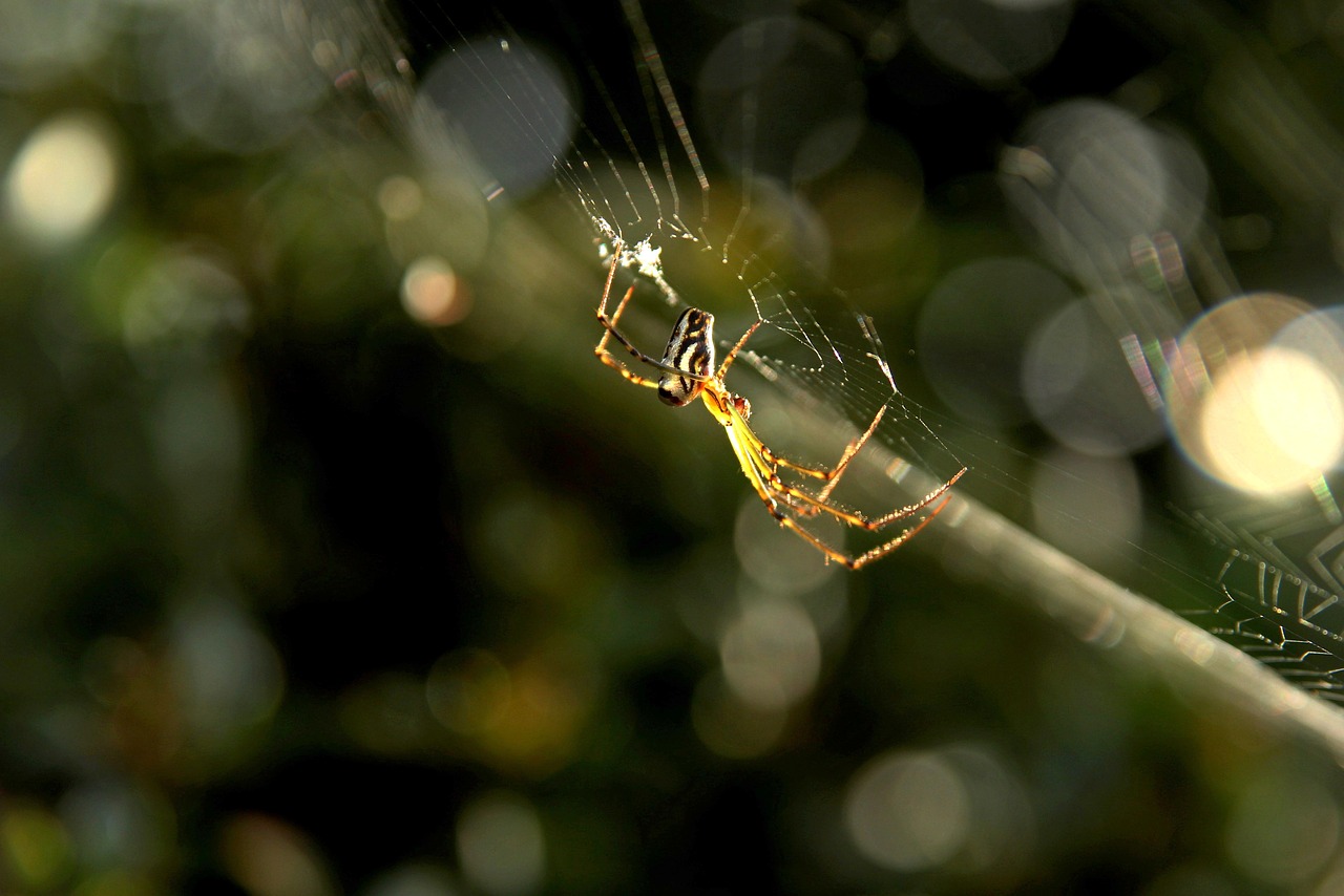 Voras, Spąstus, Iš Arti, Šlapias, Natūralus, Žalias, Arachnofobija, Geometrija, Baisi, Šilkas