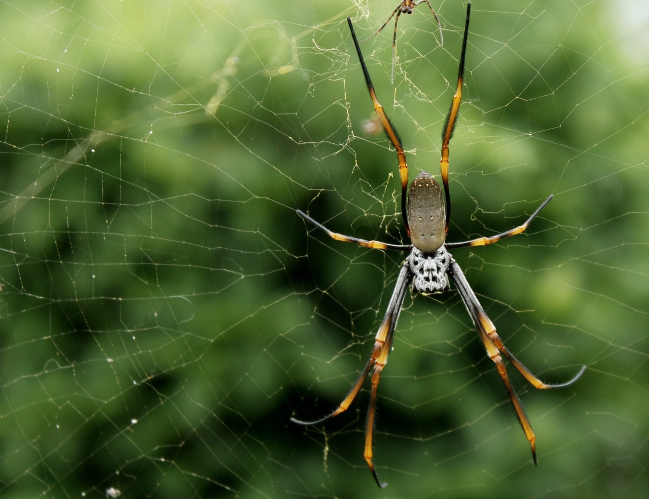 Voras, Spąstus, Iš Arti, Šlapias, Natūralus, Žalias, Arachnofobija, Geometrija, Baisi, Šilkas