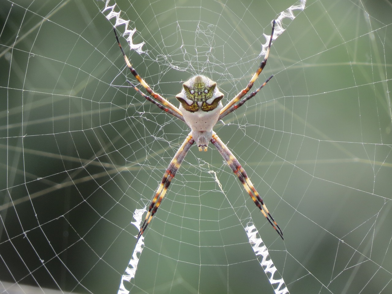 Voras, Internetas, Arachnid, Arachnofobija, Klaida, Voratinklis, Gamta, Nemokamos Nuotraukos,  Nemokama Licenzija