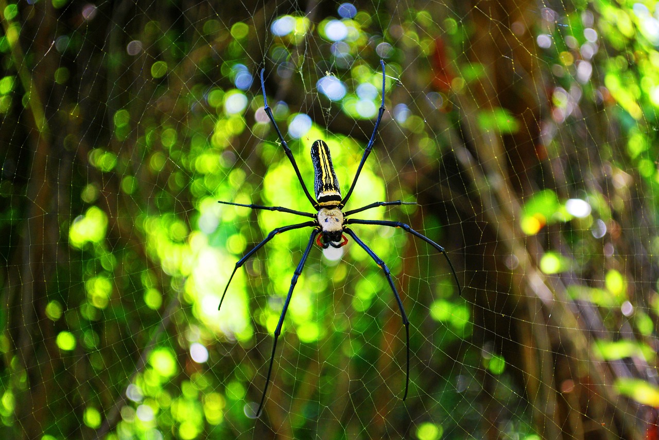 Voras, Internetas, Voratinklis, Voratinklis, Vabzdys, Moteris, Arachnid, Aukso Orb Audėjas, Nefilinės Pilis, Fabricius