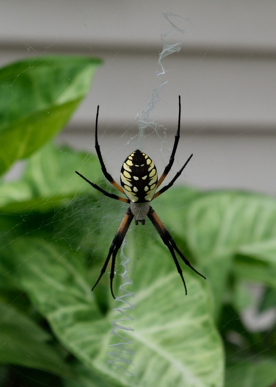 Voras, Sodas, Internetas, Arachnid, Uždaryti, Vabzdys, Klaida, Juoda, Nemokamos Nuotraukos,  Nemokama Licenzija