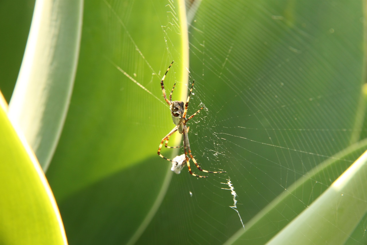 Voras, Internetas, Voratinklis, Arachnofobija, Arachnid, Vabzdys, Klaida, Gamta, Spąstus, Ivy 