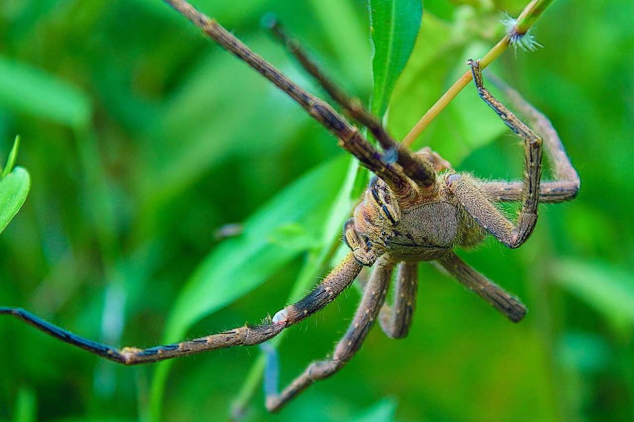 Voras, Tarantula, Fobija, Arachnid, Gamta, Plaukuotas Voras, Vabzdžiai, Baimė, Pavojus, Gyvūnas